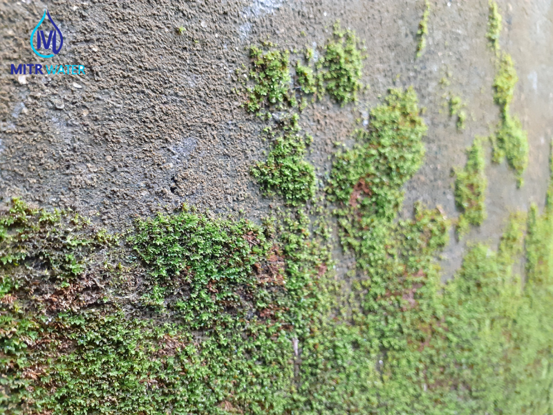 ตะไคร่น้ำเกิดจากอะไร